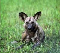 Endangered Wild Dog